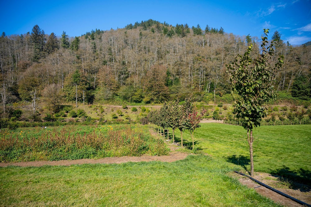 Growing Pure: How Our Oregon Hemp Stays Natural and Clean
